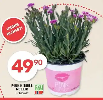 Pink kisses nellik