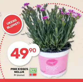 Pink Kisses Nellik