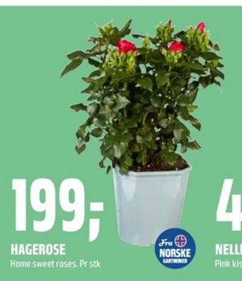 Coop Obs Ukjent plante tilbud