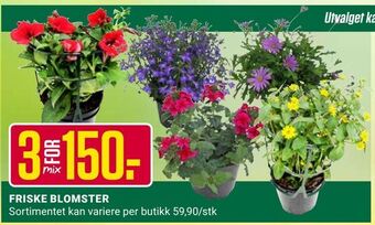 Europris Friske blomster tilbud
