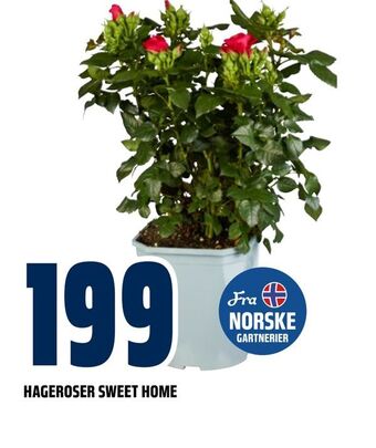 Obs Bygg Hageroser sweet home tilbud