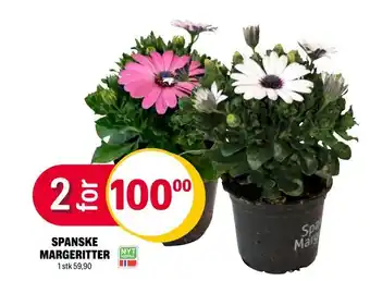 Coop Extra Spanske margeritter tilbud