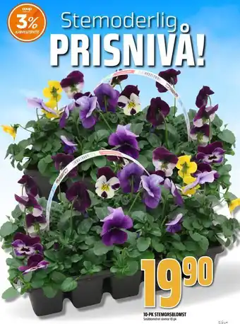 Obs Bygg 10-pk stemorsblomst tilbud