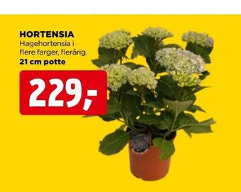 Hortensia