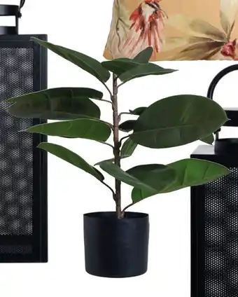 Princess Fiken plante tilbud