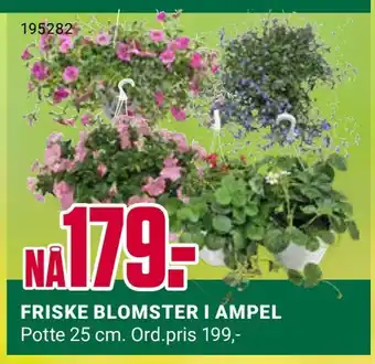 Europris FRISKE BLOMSTER I AMPEL tilbud