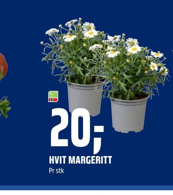 Coop Obs Hvit margeritt tilbud