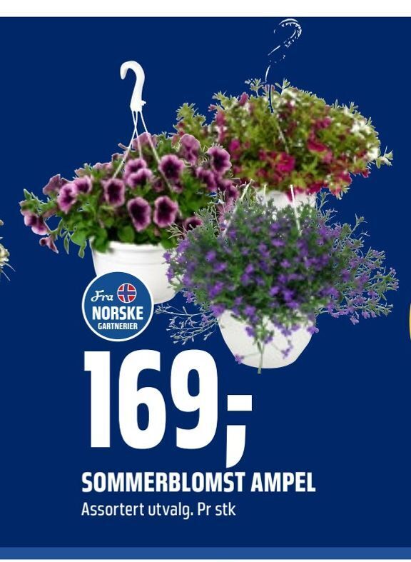 Coop Obs Sommerblomst ampel tilbud