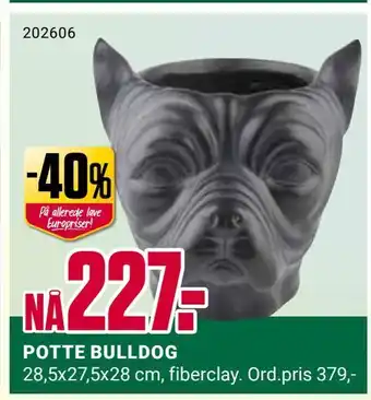 Europris Potte bulldog tilbud