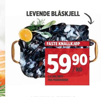 Meny Levende blåskjell tilbud