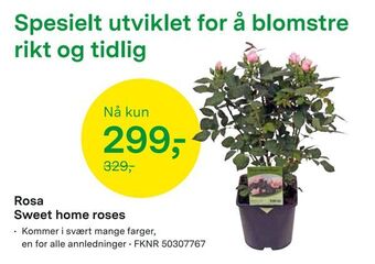 Felleskjøpet Rosa Sweet home roses tilbud