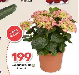 Matkroken Hagehortensia tilbud