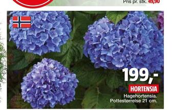 Bauhaus Hortensia tilbud