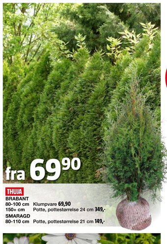 Bauhaus Thuja tilbud