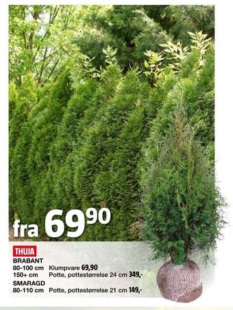 Bauhaus Thuja tilbud
