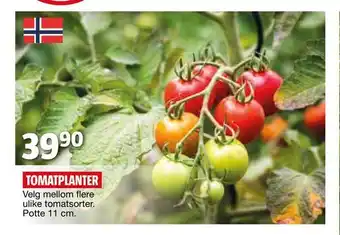 Bauhaus Tomatplanter tilbud