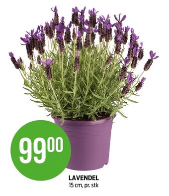 Kiwi Lavendel tilbud