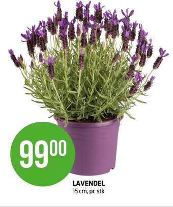 Kiwi Lavendel tilbud