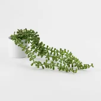 Maestro Planta beans pot 7 x 36cm oferta