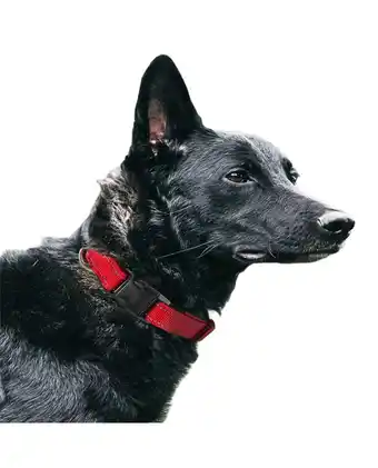 Tiendas EFE Collar de nylon regulable oferta