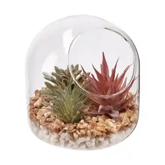 Casaideas Terrario de vidrio con cactus 13x12 cm oferta