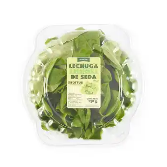 Lechuga  hidroponica