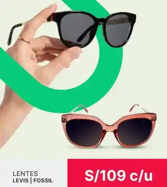 Lentes levis | fossil