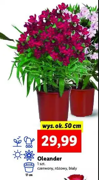 Lidl Oleander różowy 50 cm 1 SZT oferta