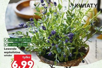 Kaufland Lawenda oferta