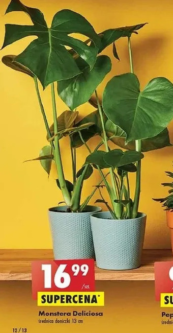 Biedronka Monstera deliciosa oferta