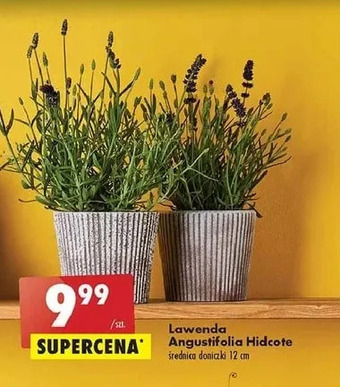 Biedronka Lawenda angustifolia oferta