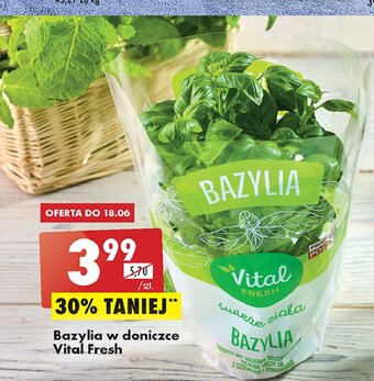 Biedronka Bazylia oferta