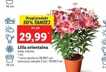 Lidl Lilia orientalna różowa oferta