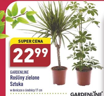 Rośliny zielone 17 cm Garden Line