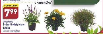 ALDI Byliny roślin Garden Line oferta