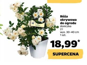 Netto Róża okrywowa don. 2 l oferta
