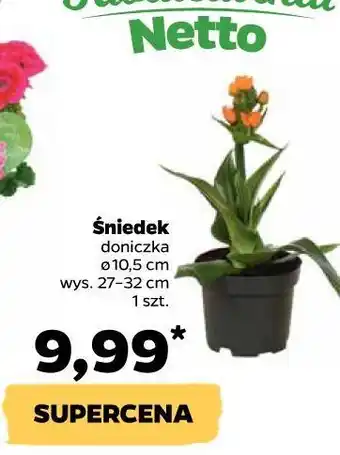 Netto Śniadek śr. 10.5 cm oferta