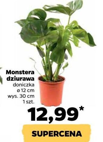 Monstera dziurawa