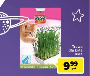 Trawa dla kota Riga