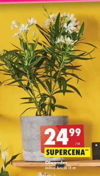 Biedronka Oleander oferta