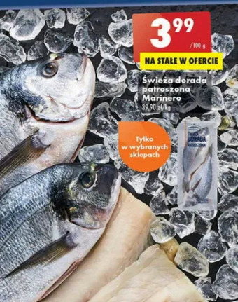 Biedronka Dorada patroszona świeża Marinero oferta