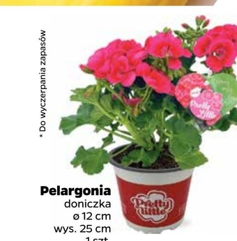 Netto Pelargonia oferta