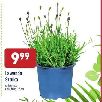 ALDI Lawenda oferta