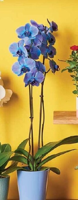 Biedronka Storczyk oferta