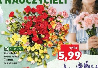 Kaufland Goździki 45 cm oferta