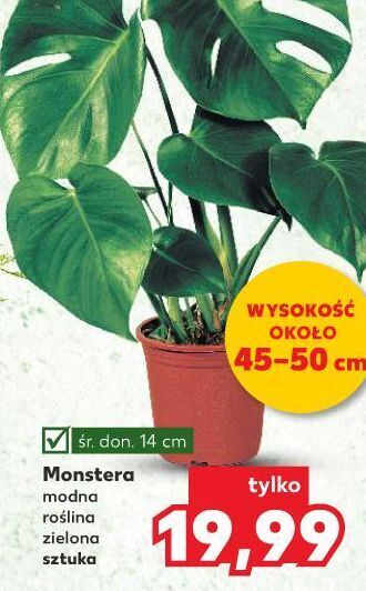 Kaufland Monstera oferta