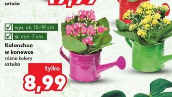 Kaufland Kalanchoe oferta