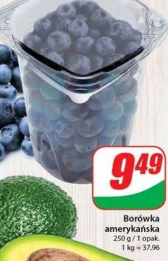 Dino Borówka amerykańska oferta