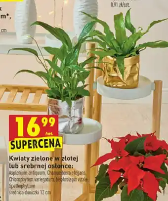 Biedronka Asplenium 1 SZT oferta