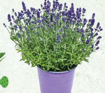 Kaufland Lawenda oferta